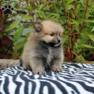 Tate, Pomeranian Puppy